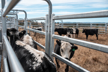 female australian farmer working in stock yards with a herd of cows, Hardworking Farmer Monitoring...