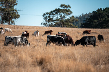 Carbon neutral cattle farming in a free range field on a farm in Australia  beautiful cattle in Australia eating grass, grazing on pasture. Herd of cows free range beef being regenerative raised