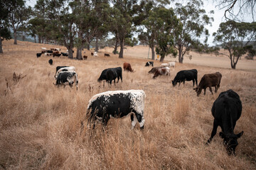 Carbon neutral cattle farming in a free range field on a farm in Australia  beautiful cattle in Australia eating grass, grazing on pasture. Herd of cows free range beef being regenerative raised