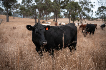 Obraz premium Beef cows and calves grazing on grass on a beef cattle farm in Australia. breeds include murray grey, angus and wagyu