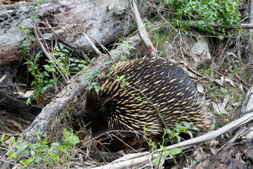 Echidna in Westerfolds Park in Australia