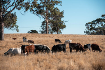 Beef cows and calves grazing on grass on a beef cattle farm in  Australia. breeds include murray grey, angus and wagyu