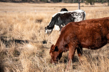 Beef cows and calves grazing on grass on a beef cattle farm in  Australia. breeds include murray grey, angus and wagyu