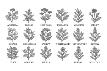 Medicinal herbs and flowers in vintage botanical engraving style, Transparent Background