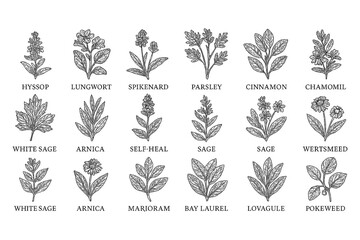 Medicinal herbs and flowers in vintage botanical engraving style, Transparent Background