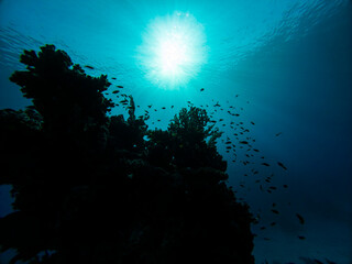 Silhouette of stunning tropical coral reef scenery with shoals of anthias swimming on pinnacle in Red Sea