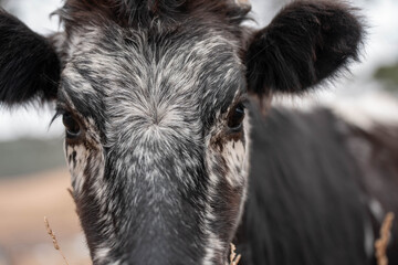Carbon neutral cattle farming in a free range field on a farm in Australia  beautiful cattle in...