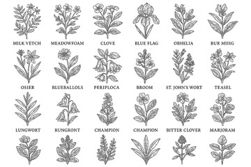Medicinal herbs and flowers in vintage botanical engraving style, Transparent Background
