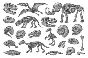 Dinosaur and prehistoric animal skeletons with fossils in vintage engraved style, Transparent Background © FriskySloths