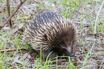 Echidna in Westerfolds Park in Australia