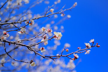 早春に咲く白梅の花