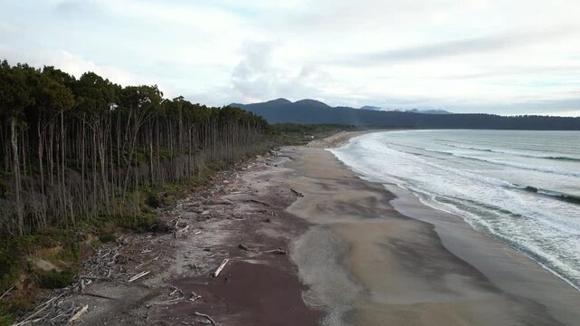 Rimu Trees Along The Sandy Coast Of Maori Beach In New Zealand. - aerial shot