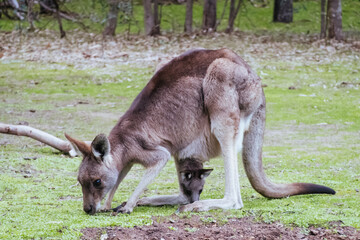 Kangaroo and Joey in Westerfolds Park Australia