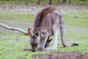 Kangaroo and Joey in Westerfolds Park Australia