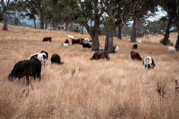 Carbon neutral cattle farming in a free range field on a farm in Australia  beautiful cattle in Australia eating grass, grazing on pasture. Herd of cows free range beef being regenerative raised