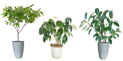観葉植物の切抜き素材（背景透過）