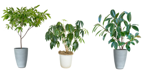 観葉植物の切抜き素材（背景透過）