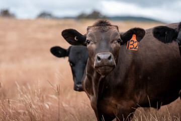 Carbon neutral cattle farming in a free range field on a farm in Australia  beautiful cattle in Australia eating grass, grazing on pasture. Herd of cows free range beef being regenerative raised