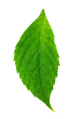 green leaf with water drops against white background