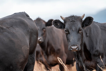 Carbon neutral cattle farming in a free range field on a farm in Australia  beautiful cattle in Australia eating grass, grazing on pasture. Herd of cows free range beef being regenerative raised