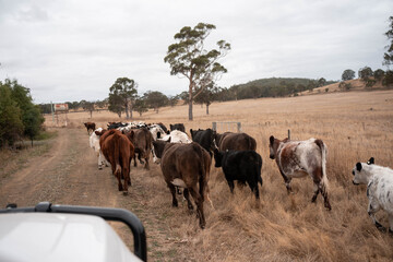 Carbon neutral cattle farming in a free range field on a farm in Australia  beautiful cattle in Australia eating grass, grazing on pasture. Herd of cows free range beef being regenerative raised
