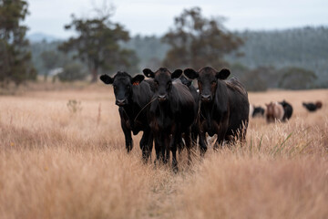 Carbon neutral cattle farming in a free range field on a farm in Australia  beautiful cattle in Australia eating grass, grazing on pasture. Herd of cows free range beef being regenerative raised