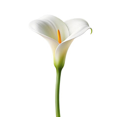 Elegant white calla lily with yellow stamen and green stem white flower isolated