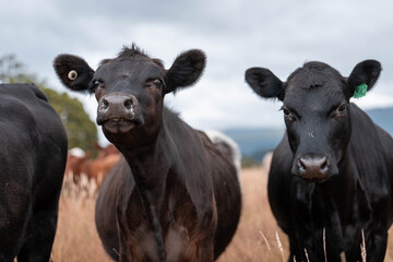 Carbon neutral cattle farming in a free range field on a farm in Australia  beautiful cattle in...