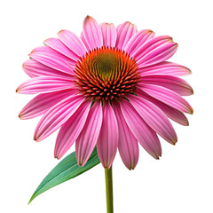 Pink coneflower with green stem and leaf purple flower echinacea