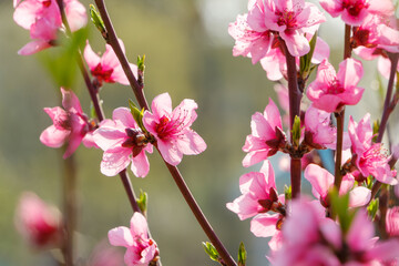 Fototapeta premium 春の陽光に咲く桃の花