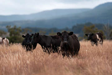 Carbon neutral cattle farming in a free range field on a farm in Australia  beautiful cattle in...