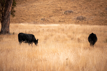 Carbon neutral cattle farming in a free range field on a farm in Australia  beautiful cattle in...