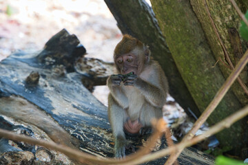 Singe macaques