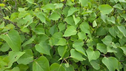 Fresh Green Leaves in Dense Natural Foliage