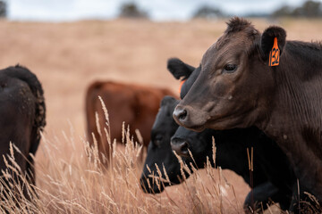 Carbon neutral cattle farming in a free range field on a farm in Australia  beautiful cattle in...