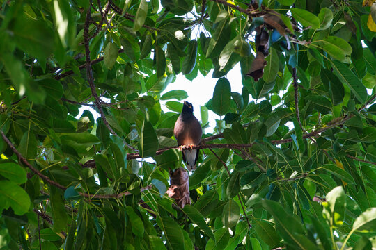 Oiseaux Tha&iuml;lande