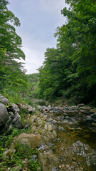 A peaceful mountain stream flows gently through a forest, surrounded by large moss-covered rocks and dense green trees. A small wooden log bridge spans across the stream under a blue sky. Ideal for co