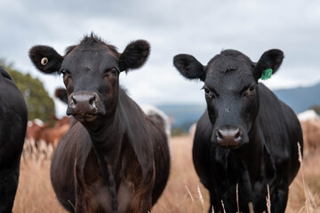 Carbon neutral cattle farming in a free range field on a farm in Australia  beautiful cattle in...