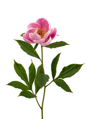 Fototapeta premium stem with leaves and flower of a tree-shaped maroon peony, isolate for clipping on a white background