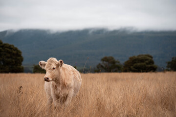 Carbon neutral cattle farming in a free range field on a farm in Australia  beautiful cattle in Australia eating grass, grazing on pasture. Herd of cows free range beef being regenerative raised