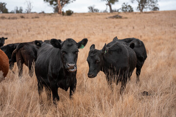 Carbon neutral cattle farming in a free range field on a farm in Australia  beautiful cattle in Australia eating grass, grazing on pasture. Herd of cows free range beef being regenerative raised