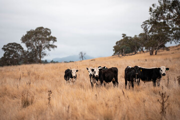 Carbon neutral cattle farming in a free range field on a farm in Australia  beautiful cattle in Australia eating grass, grazing on pasture. Herd of cows free range beef being regenerative raised
