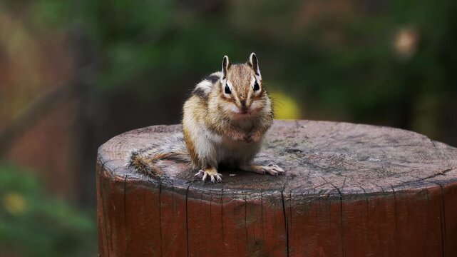 A funny little chipmunk runs on a wooden stump on a summer day.
