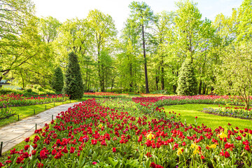 Blooming colorful tulips in the park. Tulip festival.