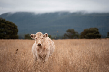Carbon neutral cattle farming in a free range field on a farm in Australia  beautiful cattle in...
