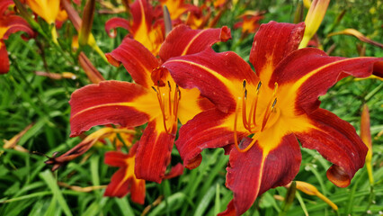 Daylilies, flowers close-up. Orange flowers. Natural background. Many beautiful bright flowers of daylilies planted in the park