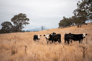 Carbon neutral cattle farming in a free range field on a farm in Australia  beautiful cattle in Australia eating grass, grazing on pasture. Herd of cows free range beef being regenerative raised