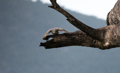 A beautiful Spotted owlet perched on a weathered tree branch,  with wings fully spread. The background is blurred.