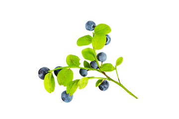 Blueberry branch with berries and leaves isolated on white background.