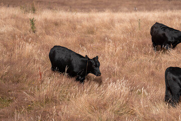 Australian wagyu cows grazing in a field on pasture. close up of a black angus cow eating grass in a paddock in springtime in australia